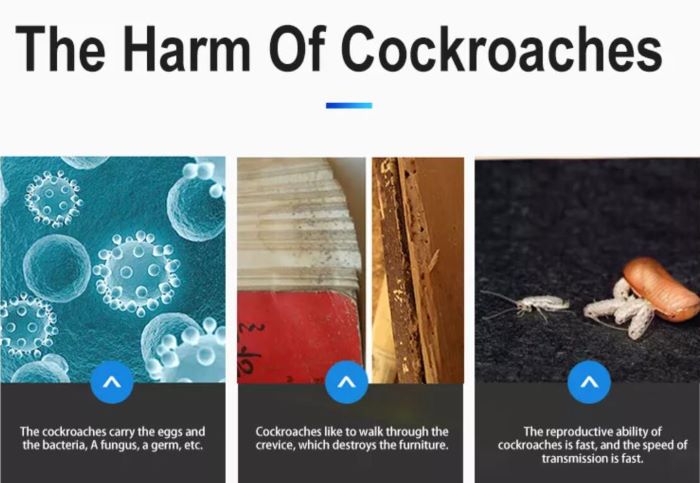 roaches harm