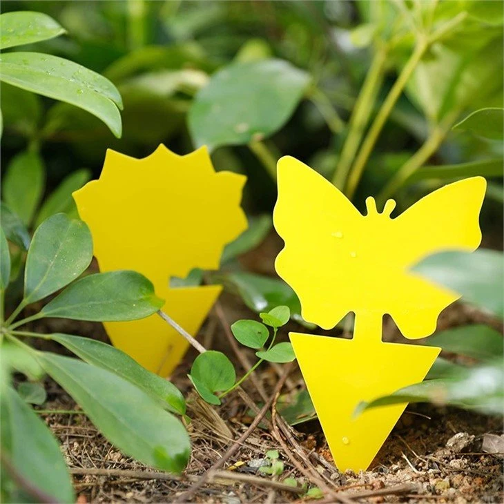 shaped fly trap